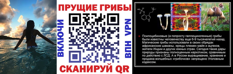где можно купить наркотик  Гусев  кракен ссылки  Галлюциногенные грибы Cubensis 